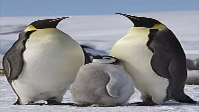 penguin