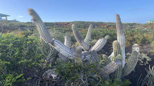 Cactus: की लार्गो ट्री कॅक्टस अमेरिकेत नामशेष झाले, काय कारण?