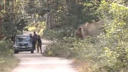 জঙ্গলে রেডিও কলার পরা হাতির মুখোমুখি! চালকের তৎপরতায় প্রাণরক্ষা হঠকারী টুরিস্টদের