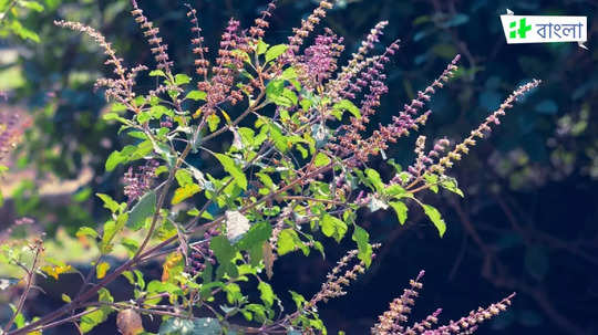 Tulsi Pujan Diwas 2024: লক্ষ্মী-নারায়ণের আশীর্বাদ পেতে আজ তুলসী পূজনের সন্ধ্যায় করুন এই টোটকা, সঙ্গে জপ করুন মন্ত্রও