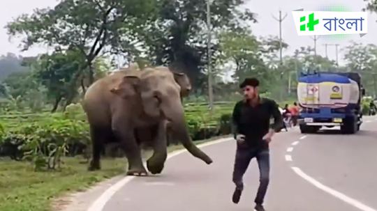 হাতিকে হেনস্থা করে তাড়া খেয়েও পালিয়ে বাঁচল যুবক, ভয়াবহ বিপদ সম্পর্কে সাবধান করলেন বনাধিকারিক