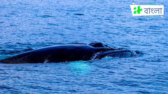 গভীর সমুদ্রে তিমির গ্রাসে ছেলে! ঠান্ডা মাথায় ভিডিয়ো শ্যুট করলেন অভিযাত্রী বাবা, স্তম্ভিত নেটপাড়া