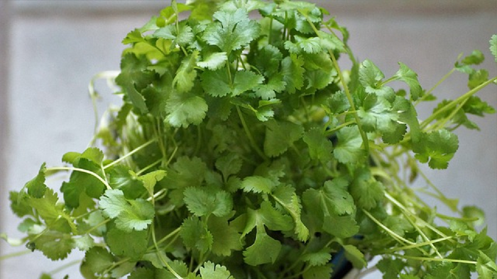 Coriander