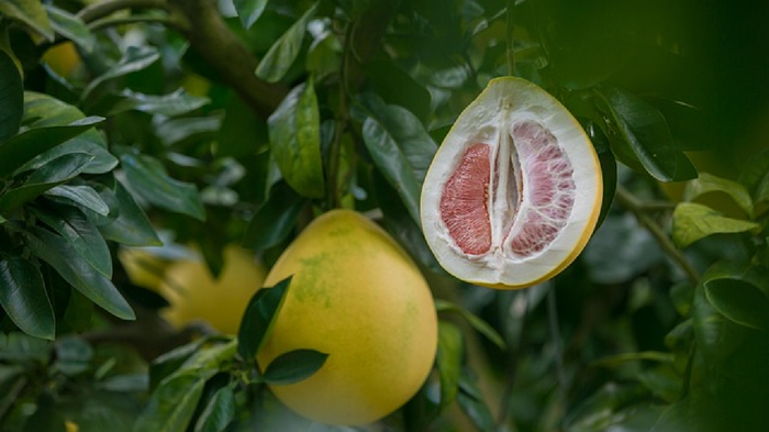 Grapefruit