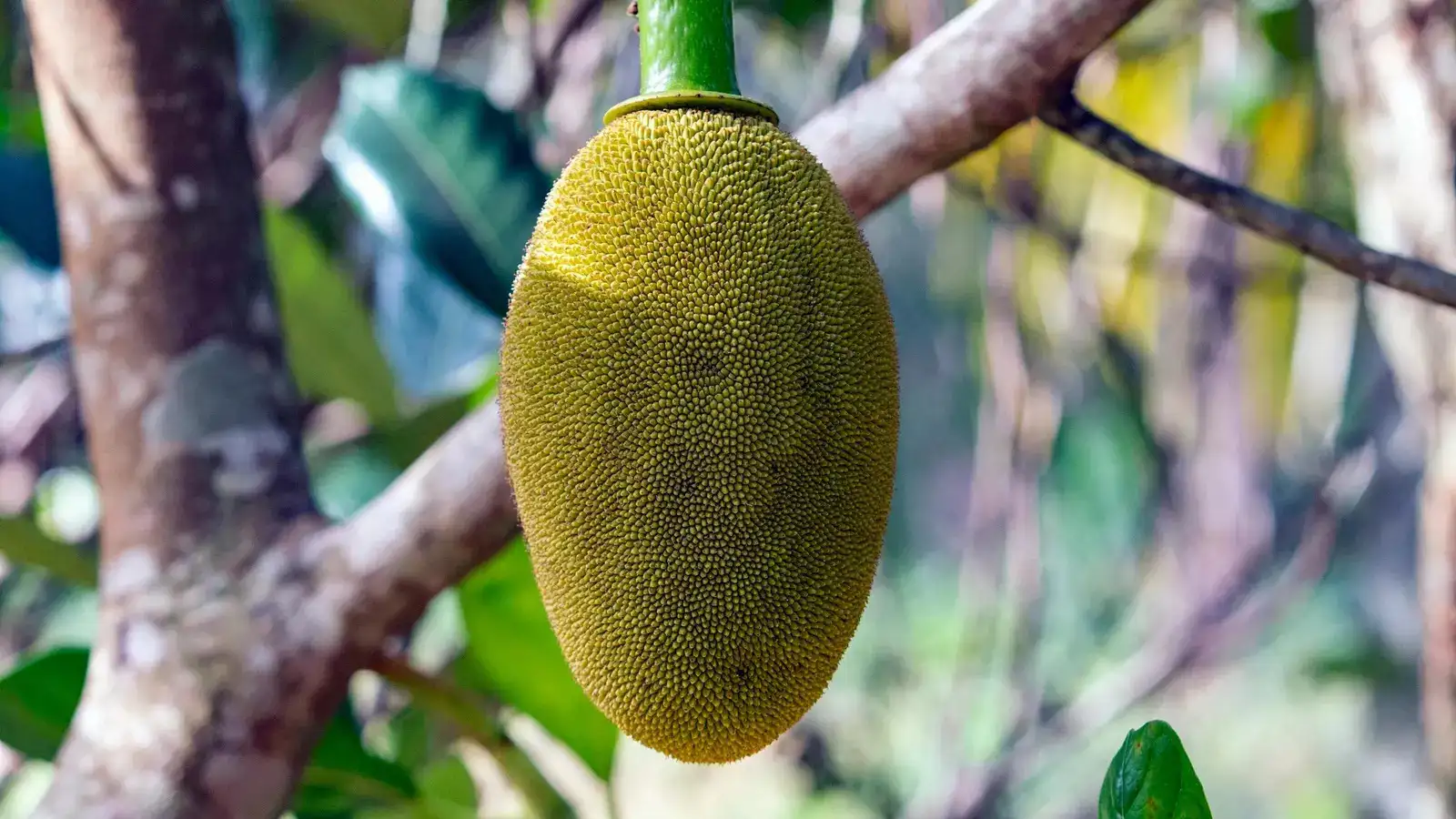 Qadimgi Rimda qul sotish porno videolar