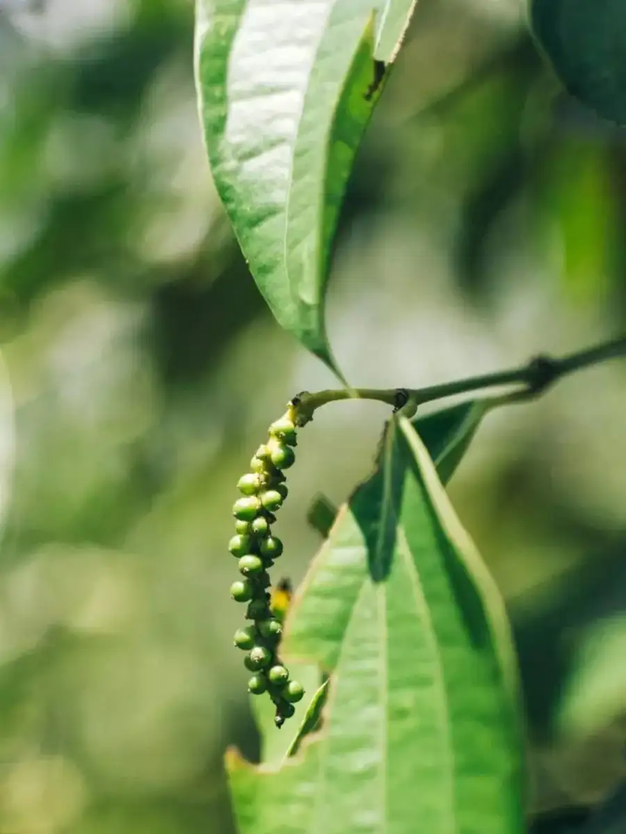 ਖੇਤੀ - ShareChat