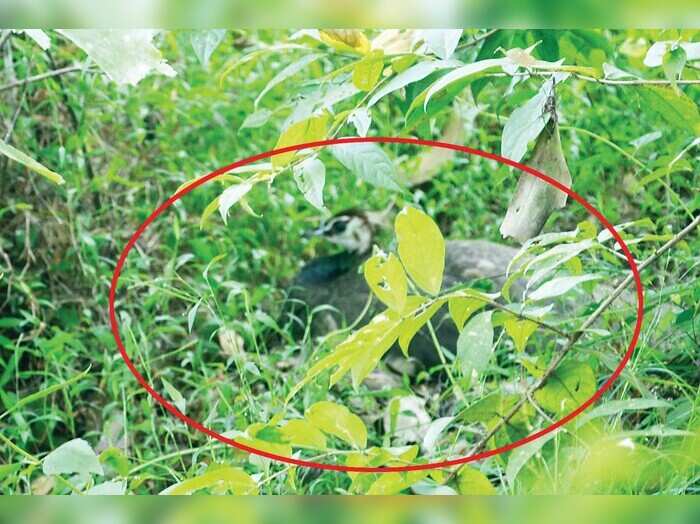 ನವಿಲಿನ ಮೊಟ್ಟೆ ತಿನ್ನಲು ಬಂದ ನಾಗ ತಾನೇ ಆಹಾರವಾದ!