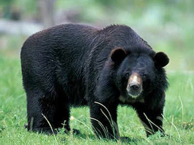 Image result for भालू