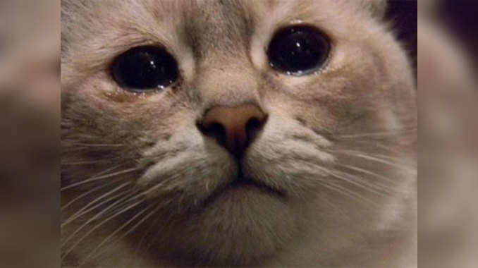 World S Saddest Cat Video Goes Viral द न य क सबस उद स ब ल ल क व ड य ह आ व यरल Watch Video Navbharat Times