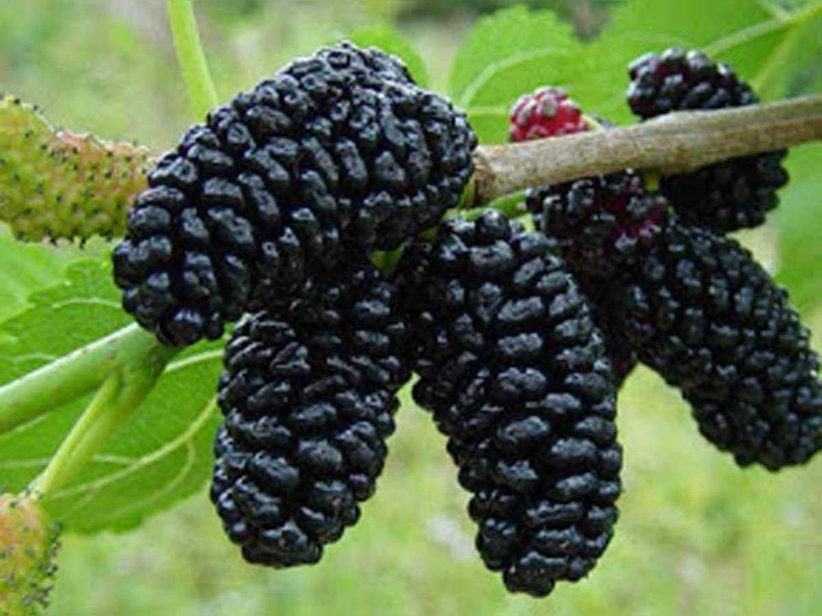 You will be surprised to know what will happen if you eat 2 mulberry leaves daily.