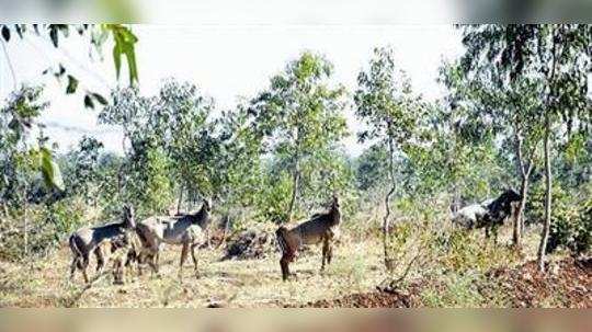 पाण्याच्या शोधात वन्यप्राण्यांची भटकंती