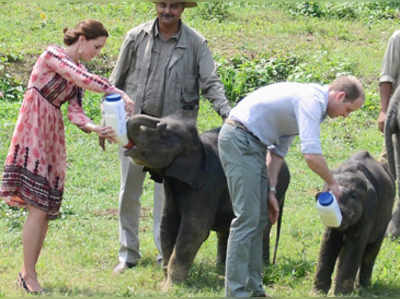 देखिए: काजीरंगा में विलियम और केट ने हाथी के बच्चे को पिलाया दूध 