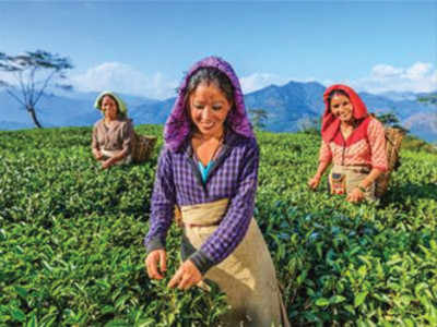 रतन टाटा का समर्थन प्राप्त चाय कंपनी ने सिंगापुर से जुटाए फ़ंड 