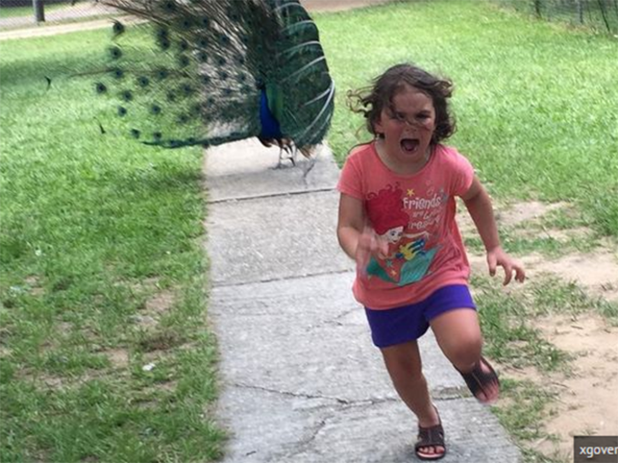 Pics Parents Share Photo Of Terrified Daughter Running From Peacock Now Trolls Navbharat Times Photogallery