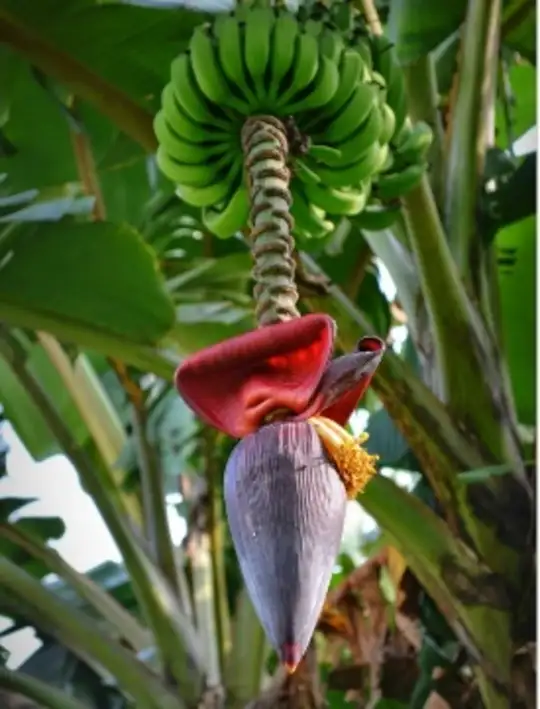 Banana Flower Benefits In Tamil Best Flower Site