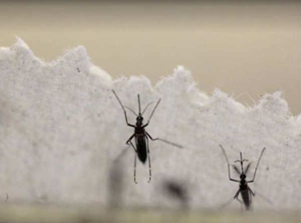गलत इलाज से जानलेवा साबित हो सकता है डेंगू