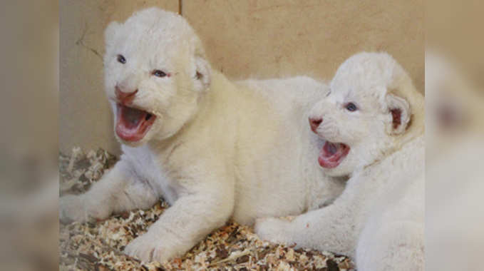 Rare White Lion Cubs Born At Polish Zoo प ल श च ड य घर म प द ह ए द र लभ सफ द श र क बच च Watch News Video Navbharat Times