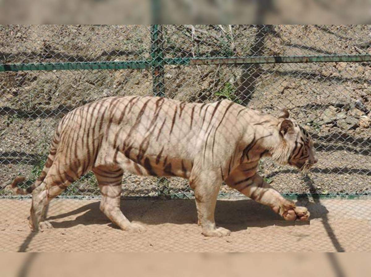 চ ন ন ই থ ক র জস থ ন এস ব প ক ত ম লভ ষ ব ঘ White Tiger Finds Home In Udaipur Zoo But He Understands Only Tamil Eisamay