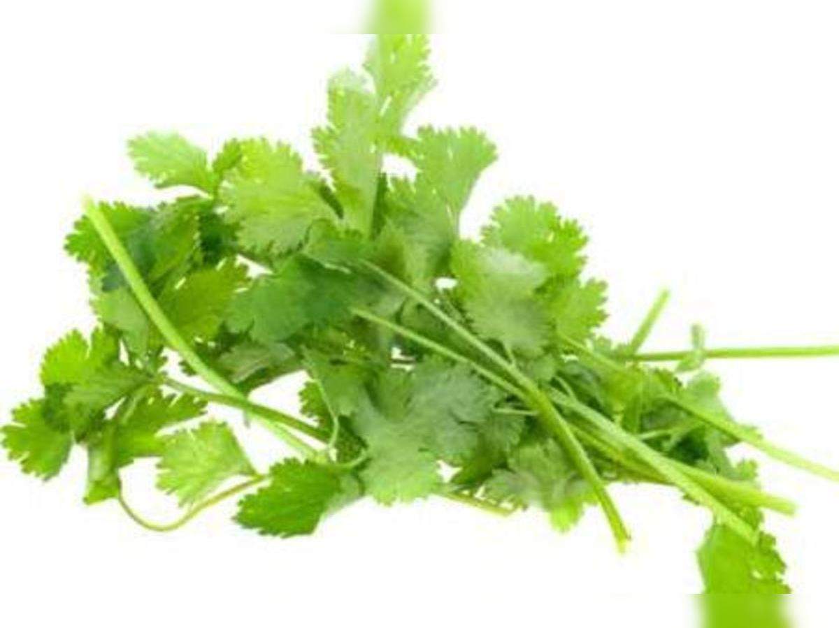 Coriander Leaves రక త హ నతన ద ర చ స క త త మ ర Health Benefits Of Coriander Leaves Samayam Telugu