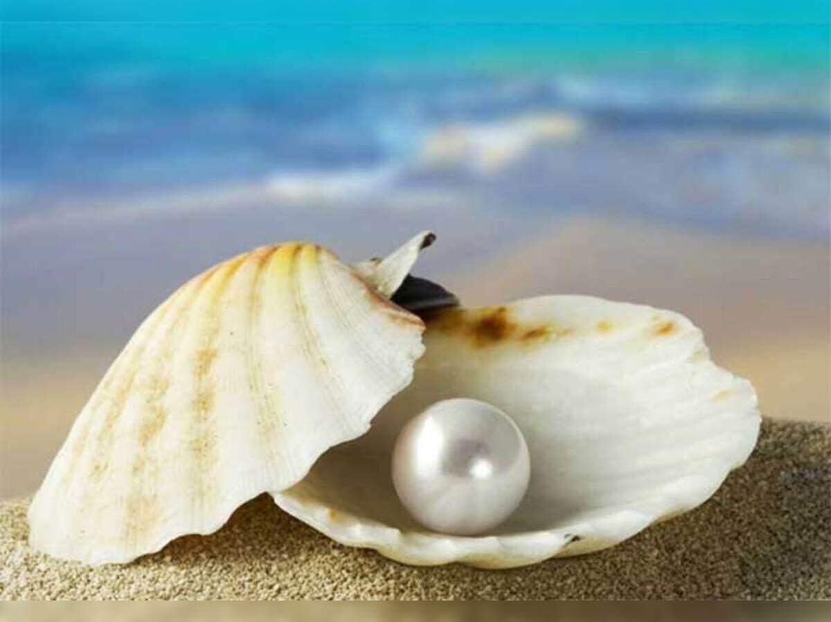 News : சிப்பிக்குள் முத்து ஏன் உருவாகிறது தெரியுமா? - how and why do oysters make pearls? | Samayam Tamil