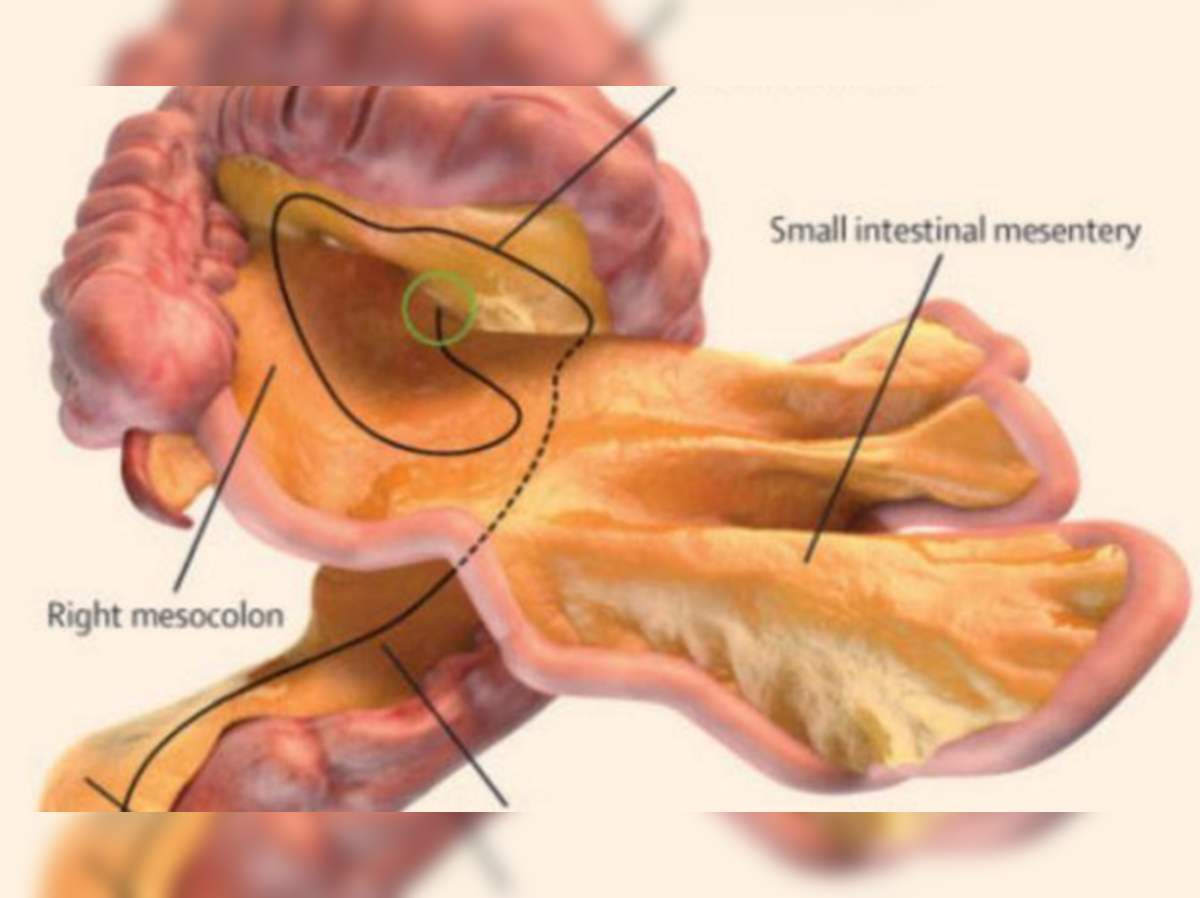 మ నవ శర ర ల సర క త త అవయవ Mesentery New Organ Discovered Inside Human Body By Scientists Samayam Telugu