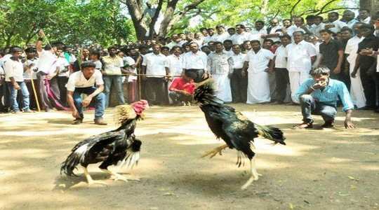 Image result for cock fight in ap