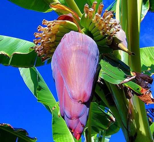 the medicinal uses of banana flower | Samayam Tamil Photogallery