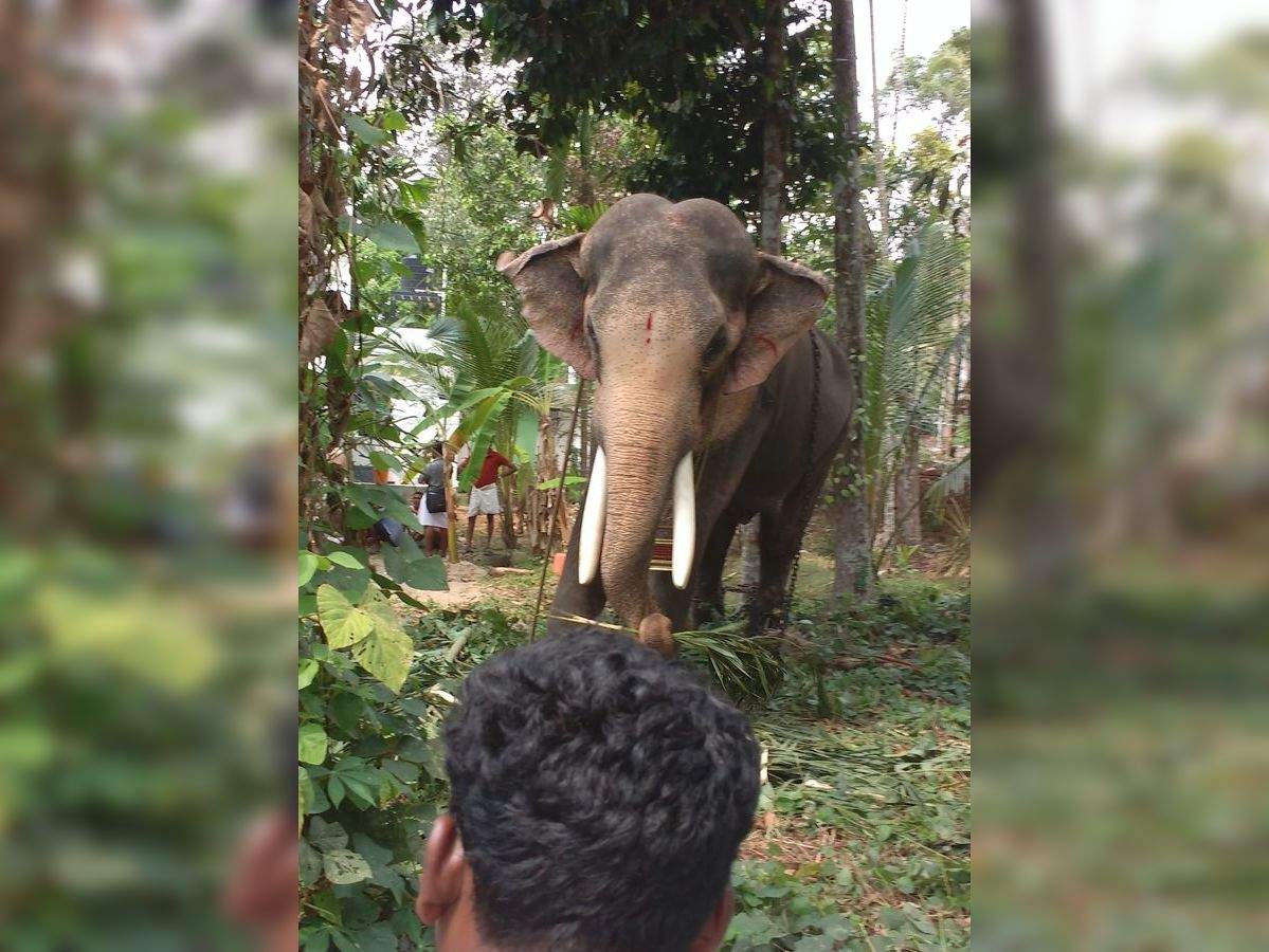 Thechikottukavu Ramachandran ത ച ച ക ക ട ട ക വ ര മചന ദ രന ഉത സവ ഘ ഷങ ങള ൽ വ ലക ക Blind Elephants Thechikottukavu Ramachandran Should Not Paraded In Temple Samayam Malayalam