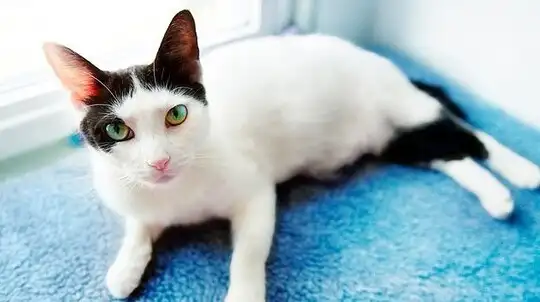 information about cat in tamil