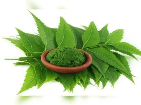 வ ப ப மரம வ ப ப ல ய ன நன ம கள பற ற உங கள க க த ர ய ம Importance Of Neem Tree Samayam Tamil