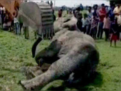 गोली से घायल हाथी ने 10 दिनों के बाद तोड़ा दम 