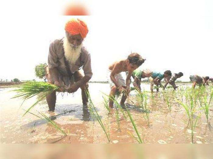 30 ટકા વિસ્તારમાં ખરીફ વાવણી પૂર્ણ