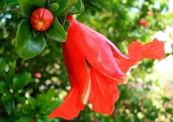 Pomegranate: மாதுளம் பூவின் மருத்துவ குணங்கள் - health benefits of pomegranate flower - gallery | Samayam Tamil