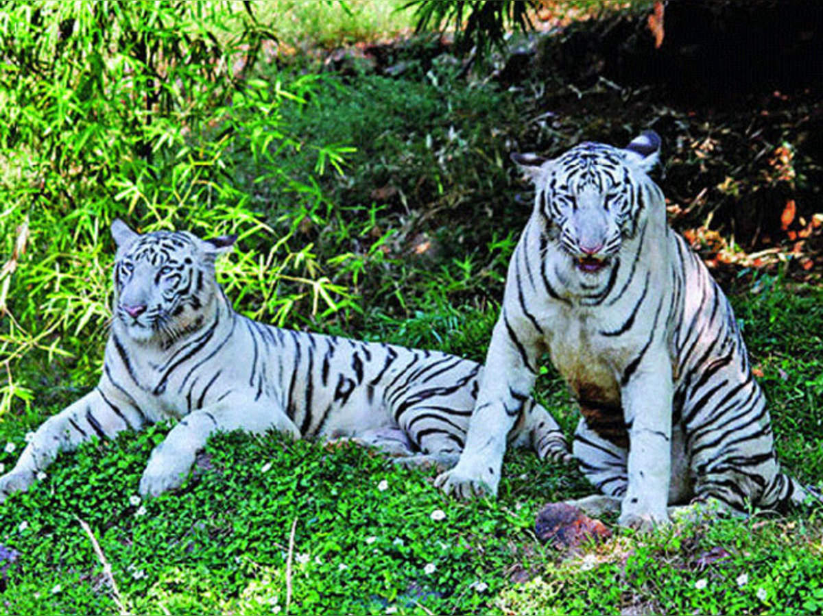 White Tiger मध य प रद श म श र ह ई सफ द ब घ क सफ र White Tiger Safari Begins In Madhya Pradesh Navbharat Times