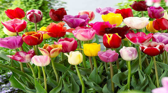 Tulip Flower Meaning In Hindi