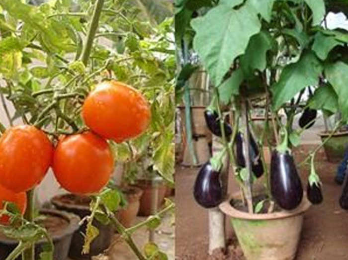 Organic Vegetable Garden सब ज उग ओ, Home Vegetable Garden Ideas In Hindi