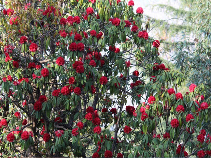 Uttarakhand उत तर ख ड क व द य म स जन स पहल ख ल गए फ ल उत प दक पर श न Rhododendron Blooms In Uttarakhand Before Season Bring Worries For Growers And Experts Navbharat Times