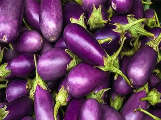 Brinjal: ब्लड प्रेशर, कैंसर और डायबीटीज से बचाता है बैंगन - health benefits  of brinjal which saves us from cancer, diabetes | Navbharat Times