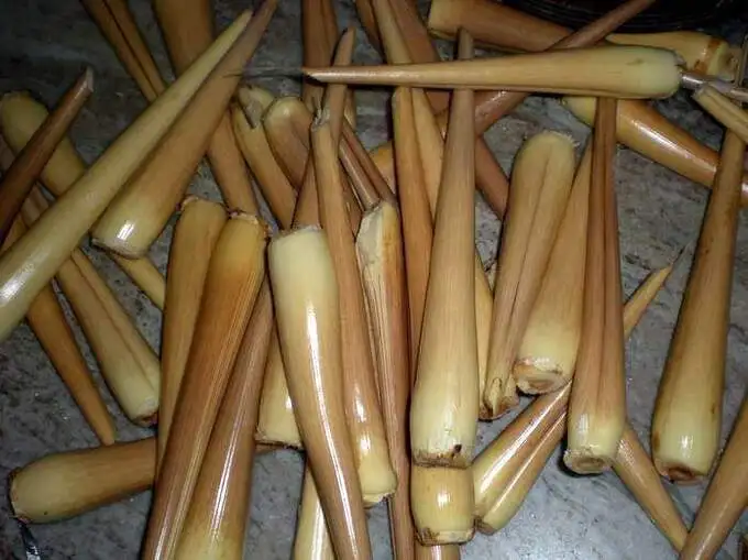 palmyrasprouthealthbenefits