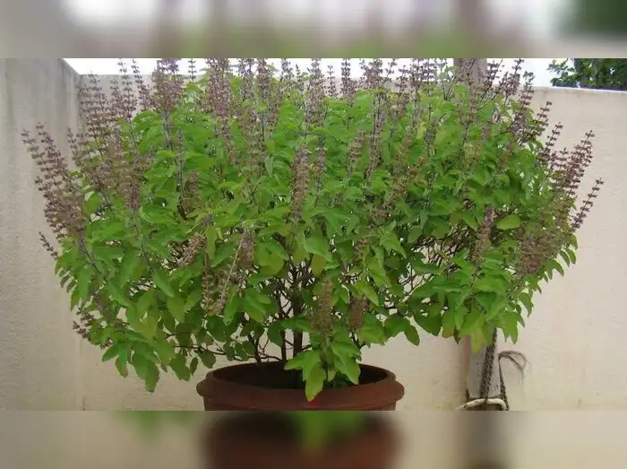 ಮನೆ ಮದ್ದು ನ್ಯೂ ತುಳಸಿಯಲ್ಲಿದೆ ಹಲವು ಪ್ರಯೋಜನ