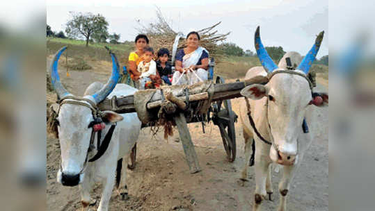 उगवतीच्या पैजा लावतात बाया...