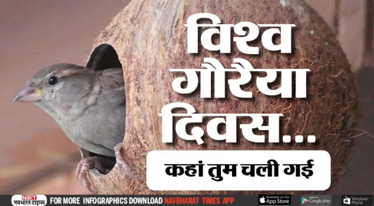 ujgfjlgy4yp0lm https navbharattimes indiatimes com world sparrow day where have all the sparrows gone liveblog 63375181 cms