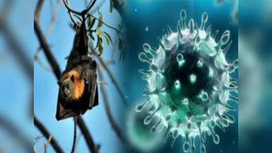 Nipah Virus: 'निपाह'ची लक्षणे आणि प्रथमोपचार