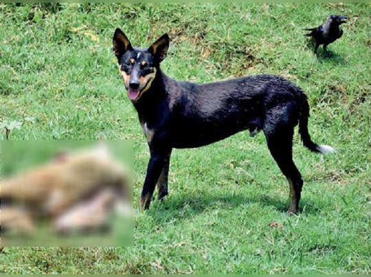 Dogs Attack Lamb ছ ল প ষ ক ক র হঠ ৎ ভ ল বদল ভয ঙ কর ব ন The Violent Street Dog In Katwa Eisamay