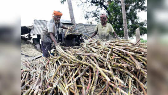 साखर उत्पादकांसाठी ८५०० कोटींचं पॅकेज जाहीर