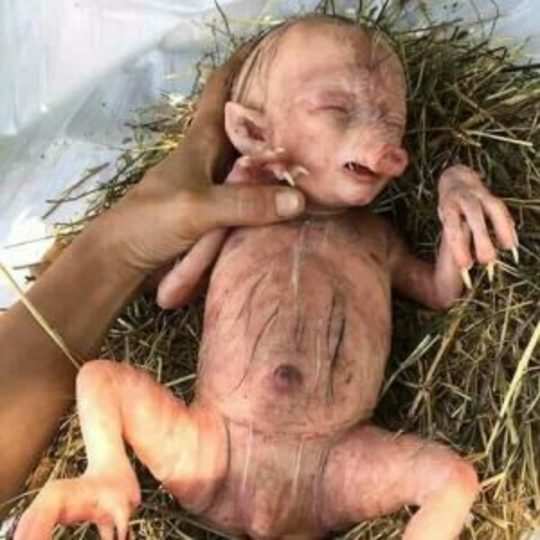 pig delivered human baby, குழந்தை வடிவில் குட்டியை ஈன்ற பன்றி -  ஆச்சர்யத்தில் மக்கள் - pig in gives birth to human like creature - Samayam  Tamil