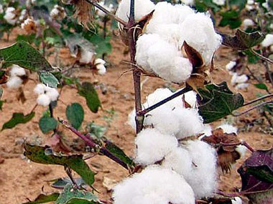 कपास की फसल पर पिंक बॉलवर्म का साया -  pink-bollworm-again-attacks-cotton-crop-in-maha | The Economic Times Hindi
