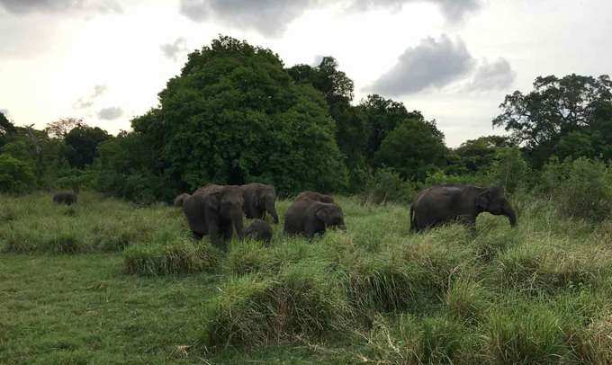 Minneriya-National-Park1