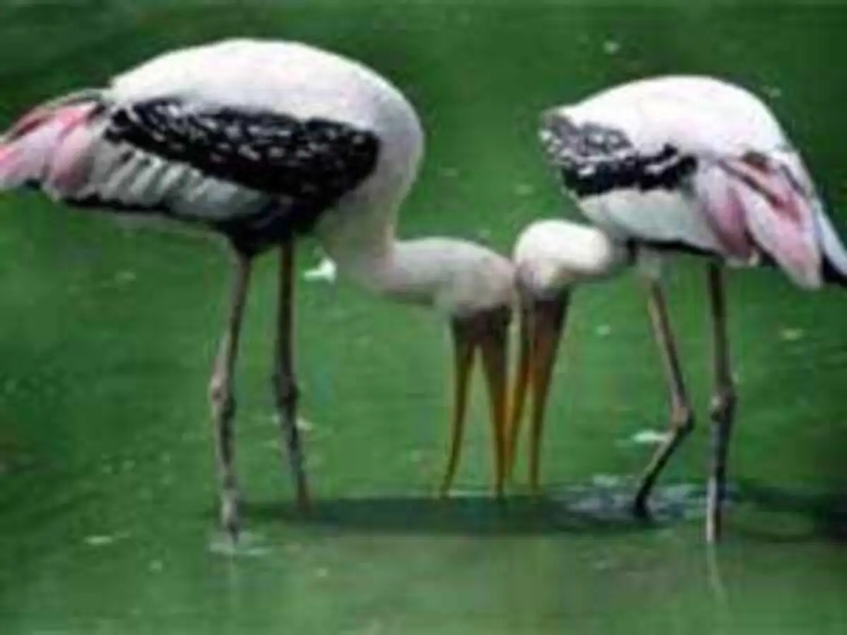 delhi à¤¦ à¤² à¤² à¤ à¤¡ à¤¯ à¤à¤° à¤® à¤° à¤ à¤¨ à¤¸ à¤°à¤¸ à¤¬à¤¨ à¤¨à¤ à¤à¤à¤° à¤·à¤£ visitors have a new attraction in zoo as painted storks flock in early navbharat times delhi à¤¦ à¤² à¤² à¤ à¤¡ à¤¯ à¤à¤° à¤® à¤° à¤ à¤¨ à¤¸ à¤°à¤¸ à¤¬à¤¨ à¤¨à¤ à¤à¤à¤° à¤·à¤£ visitors have a new attraction in zoo as painted storks flock in early navbharat times