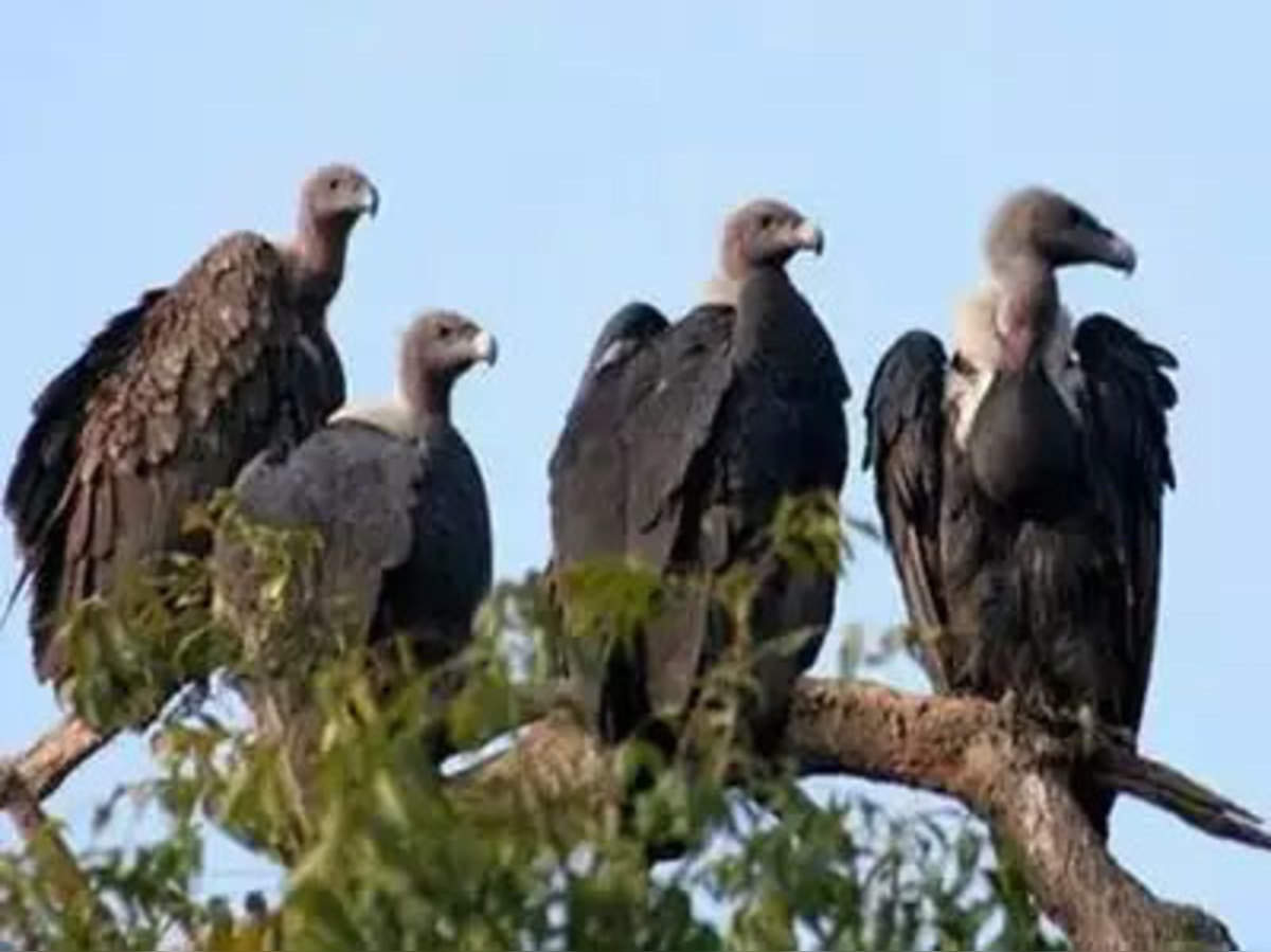 Vulture ग द ध क बच न क ल ए ख ल र स तर The Restaurant Opened To Save The Vultures In Up Navbharat Times